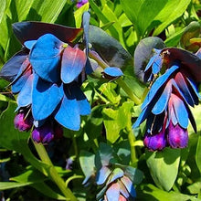 Cerinthe Blue Shrimp Seeds for gardeners building out beds and borders