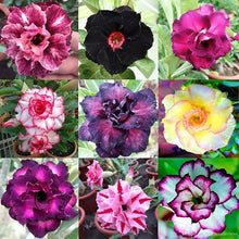 Adenium Obesum Desert Rose Doungdee B102 Garden Seeds for reliable seasonal color