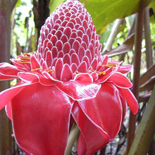 Ginger Seeds (Etlingera elatior) for seasonal color across the tropical garden or greenhouse pots