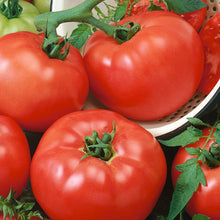 Tarasenko Anniversary Tomato Seeds (Solanum lycopersicum) for productive rows in the productive kitchen gardens