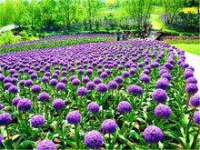 Purple Giant Allium Giganteum Rare Seeds for a colorful addition to any planting