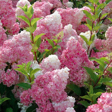 Hydrangea Vanilla Fraise Seeds (Hydrangea macrophylla) for vertical growth across the Flower Bed & Home Garden