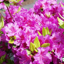 Azalea Rhododendron Japanese Seeds for a lasting display in the Garden Outdoor Landscaping