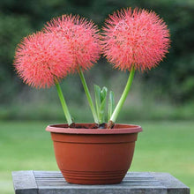Lily Lilium Seeds for a colorful addition to any planting