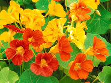 Light Yellow Tropaeolum Seeds valued for annual Potted Flower, Bonsai