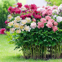 Double Flowering Peony Seeds (Paeonia spp.) for a bright addition to the Flower Bed & Garden
