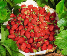 Red Strawberry Seeds for a homegrown harvest from the Balcony & Garden