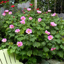 Hibiscus Dasysisycalyx (Neches Rosemallow Seeds for a bright addition to the Exotic Rose-like Flowers in Your Garden
