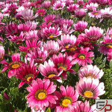 African Daisy Arctotis Rollier Seeds for a lasting display in the Flower Bed Dry Garden