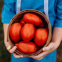 Large Pumpkin Seeds (Cucurbita pepo) for growers stocking the Garden