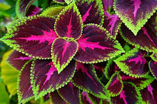Begonia Seeds for colorful blooms in the Balcony & Home Garden
