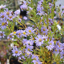 Smooth Blue Aster Seeds for colorful blooms in the Bulk Wildflower Garden Borders