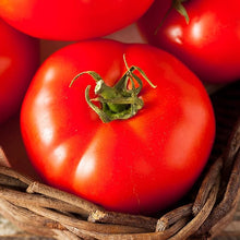 Early Wonder Organic Beef Tomato Seeds for home growers seeking a reliable harvest