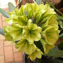 Clivia Seeds for growers filling out the Foliage Plants & Air Purification in Home Gardens