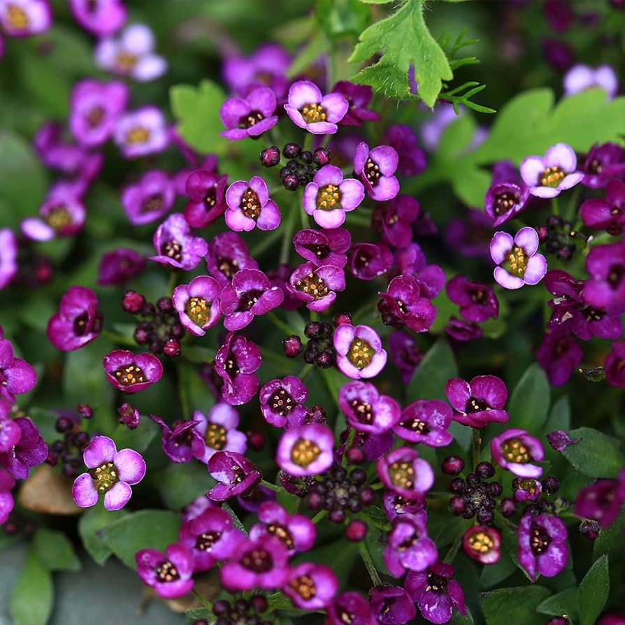 Alyssum Wonderland Mix Ground Cover Flower - for planting in home garden