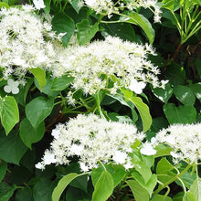 Climbing Hydrangea Seeds (Hydrangea anomala) for trellises and fences in the Garden & Trellis