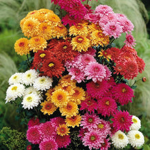 Chrysanthemum Chrysanthemum Morifolium flower Seeds for colorful blooms in the home garden flower beds and patio containers