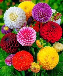Dahlia Mixed Color Seeds (Dahlia pinnata) for growers filling out the Flower Bed