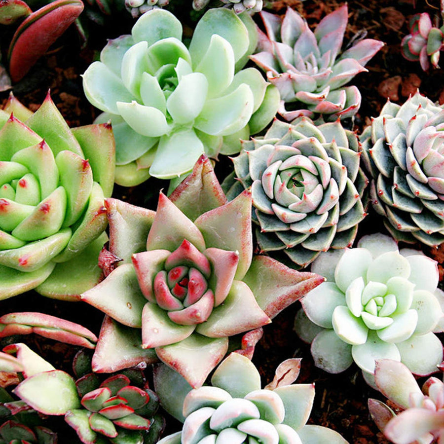 Stonecrop flowers mini bonsai grown from seeds with succulent leaves and star-shaped blossoms