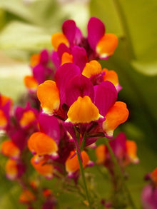 Linaria Flamenco Bi-Color Seeds for gardeners building out beds and borders