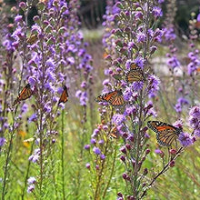 Meadow Blazing Star Seeds (Liatris ligulistylis) for seasonal color across the Flower Bed & Garden