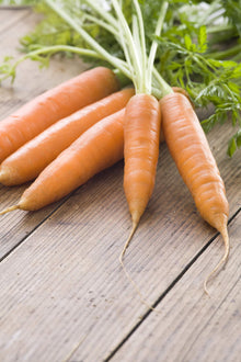 Little Finger Carrot Seeds for home growers seeking a reliable harvest