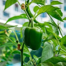 Dark Gray Bell Pepper Seeds for home growers seeking a reliable harvest