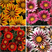 Gazania Flower Seeds for Vibrant Bonsai and Garden Blooms