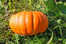 Sugar Pie Pumpkin Cucurbita pepo for planting in vegetable garden