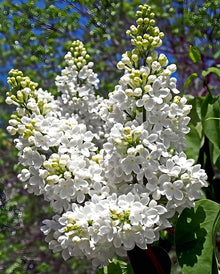 Japanese Lilac Seeds (Syringa reticulata) known for scent Flower Path