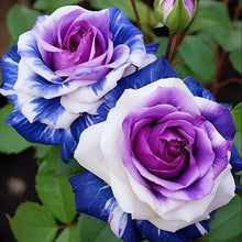 Rose Seeds (Rosa spp.) for colorful blooms in the backyard garden or flower beds
