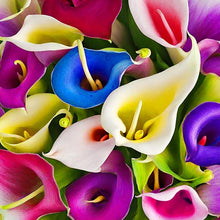 Lily Seeds (Lilium spp.) for a bright addition to the Flower Garden