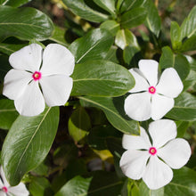 Nana Vinca Little Bright Eyes Seeds for gardeners building out beds and borders