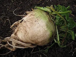 Beet Beds for planting in home garden.