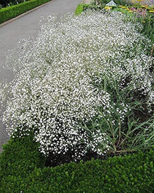 Gypsophila Gypsy Deep Rose Seeds for colorful blooms in the Soft Garden Blooms