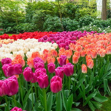Tulip Mixed Colors 20 Varieties Seeds for gardeners building out beds and borders