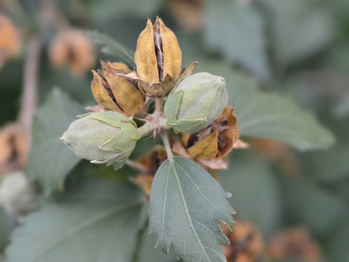 Rose of Sharon Hibiscus syriacus Rosa flower seeds for planting in backyard garden or privacy borders - for planting in home garden