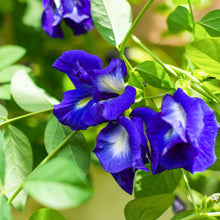 Double Flower Blue Butterfly Pea Seeds et  Ornamental Garden Plant Garden Plant Seeds