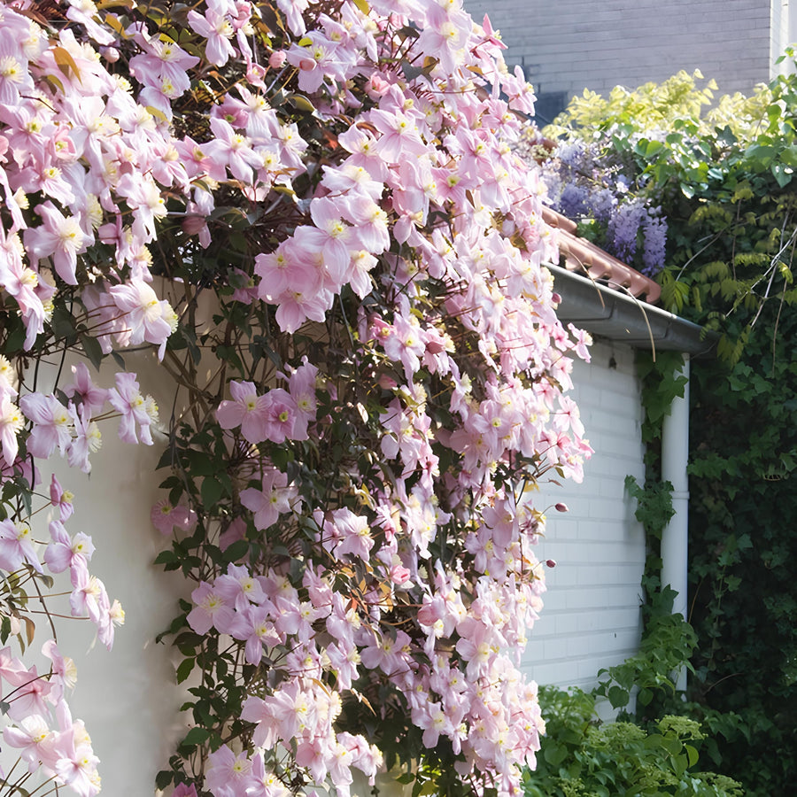 Multicolored Clematis Clematis spp. for planting in climbing garden
