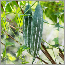 Serpentgourd Heirloom Snake Cucumber Seeds for a fresh homegrown crop from the Unique Garden Varieties