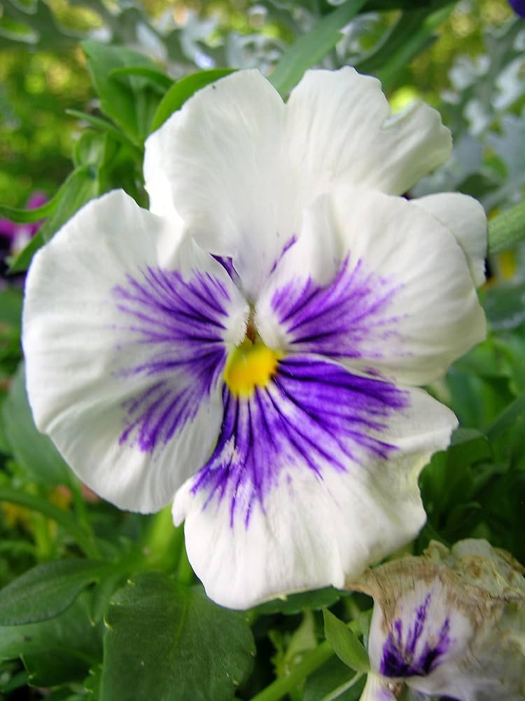 Viola Witrockiana Pansy seeds in white pink eye color for planting