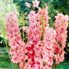 Heirloom Non-GMO Giant Pink Delphinium Seeds for growers filling out the Gorgeous Pink Flower Blooms in Your Garden