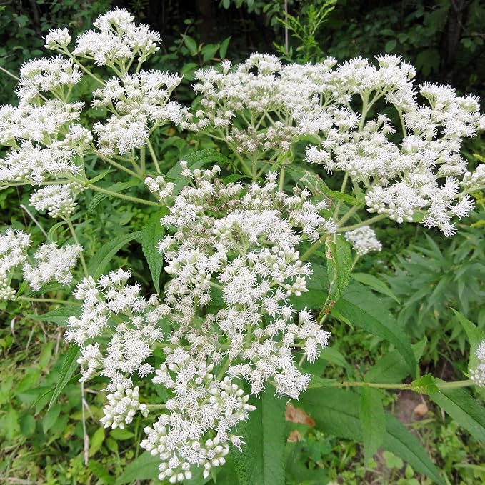 Eupatorium Eupatorium purpureum for planting in flower bed