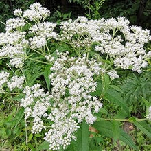 Boneset Eupatorium Perfoliatum seeds for flower bed planting