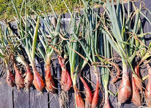 Four Seasons Shallot Seeds (Allium cepa) for colorful blooms in the seasonal kitchen gardens