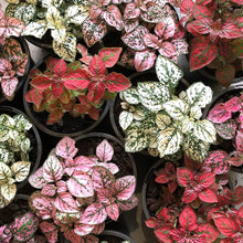 Polka Dot Plant Seeds (Hypoestes phyllostachya) for growers filling out the indoor pots or decorative borders