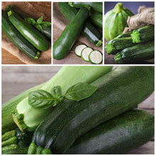 Black Beauty Summer Squash Zucchini Seeds for a productive addition to the vegetable patch