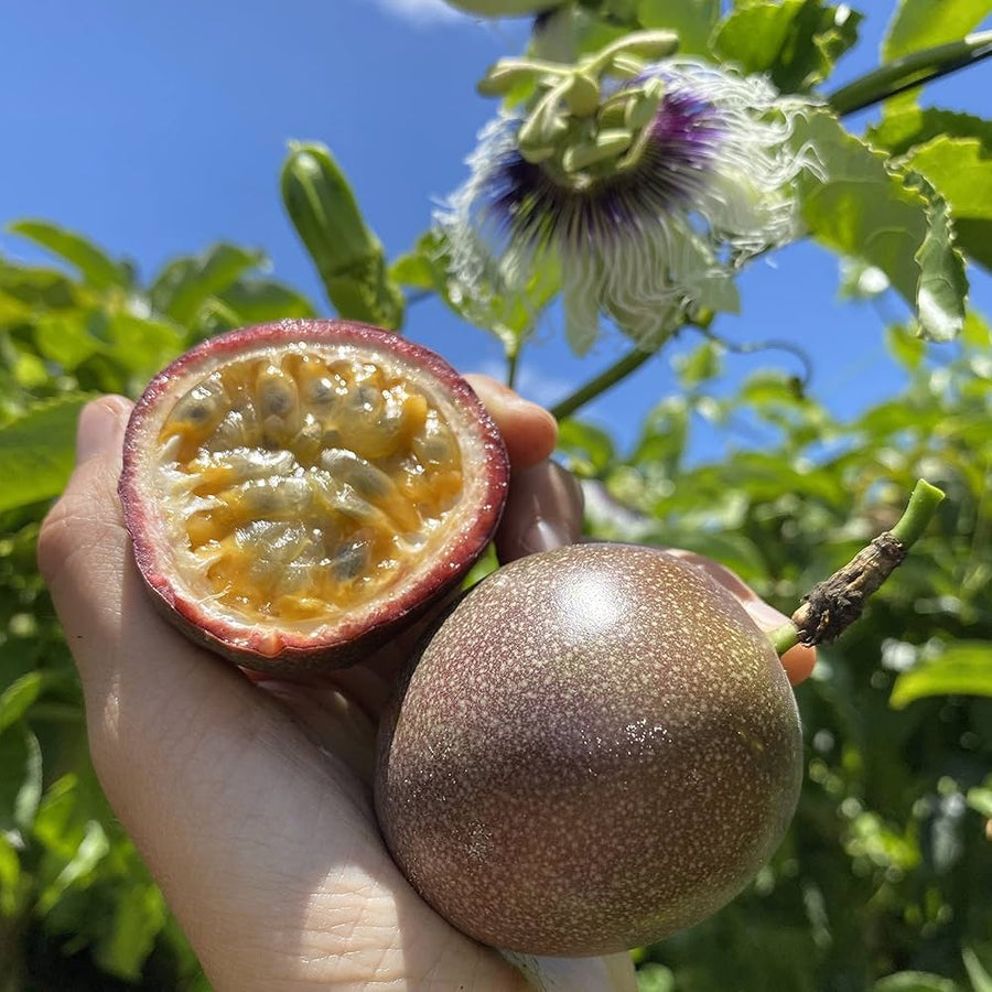 Passion Fruit Seeds Sweet and Exotic Fruit