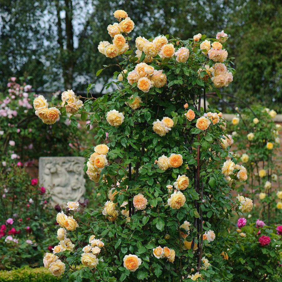 Yellow Climbing Rose Flower Seeds