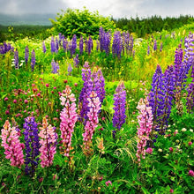 Lupine Lupinus Seeds for growers establishing the Balcony Gardens